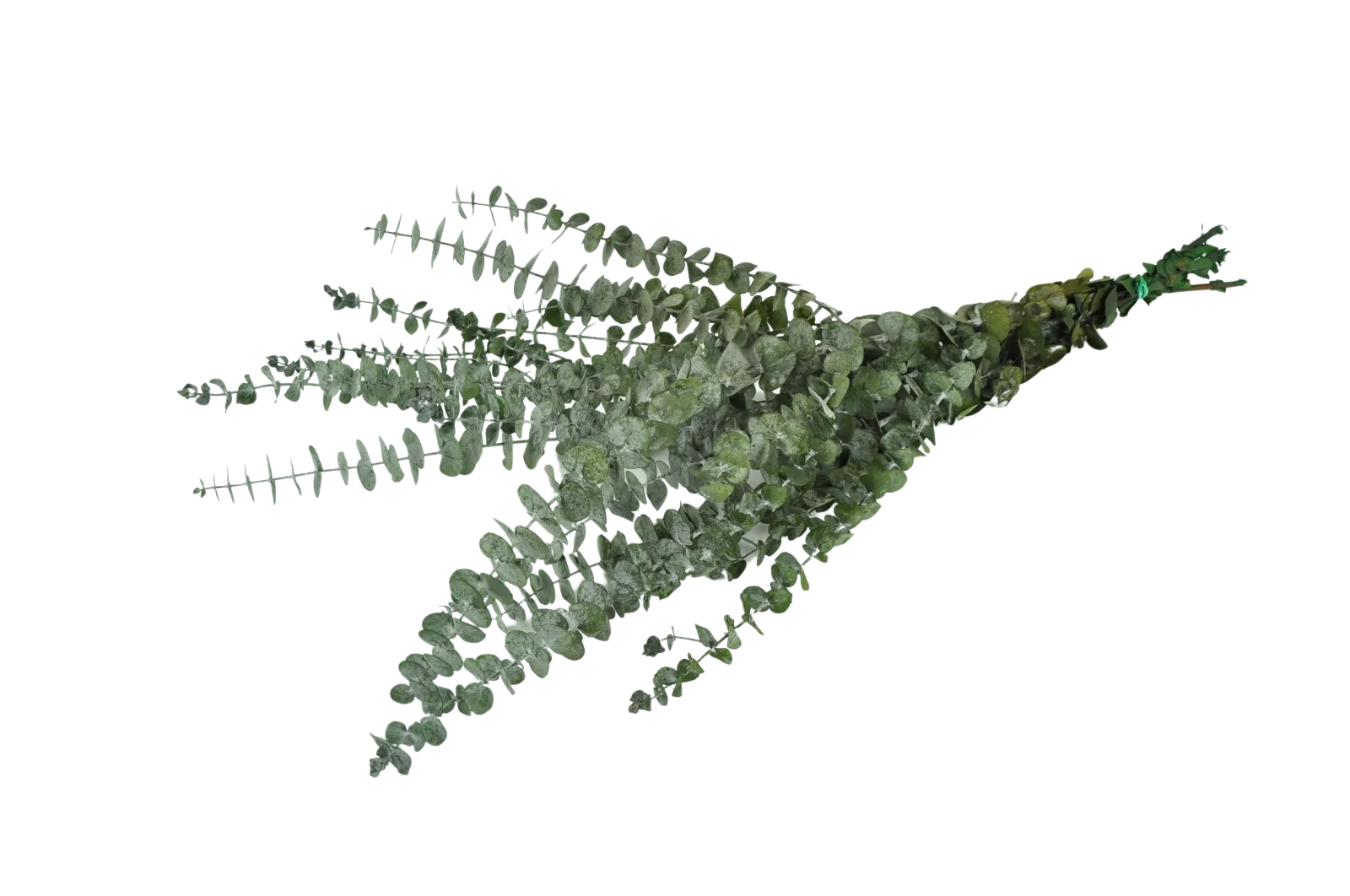 French Green Preserved Eucalyptus Bouquet
